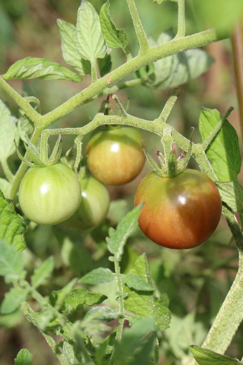 季節のおまかせ自然農野菜セット
