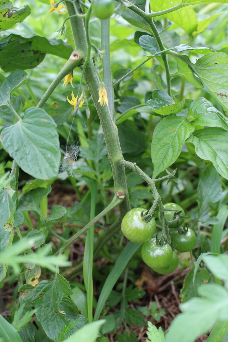 季節のおまかせ自然農野菜セット