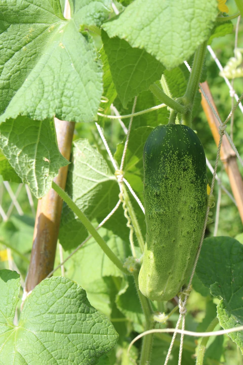 季節のおまかせ自然農野菜セット