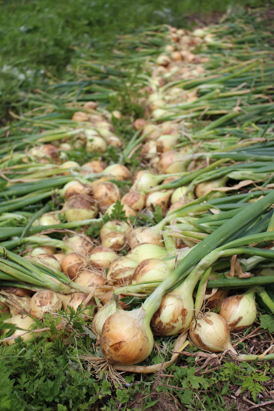 季節のおまかせ自然農野菜セット