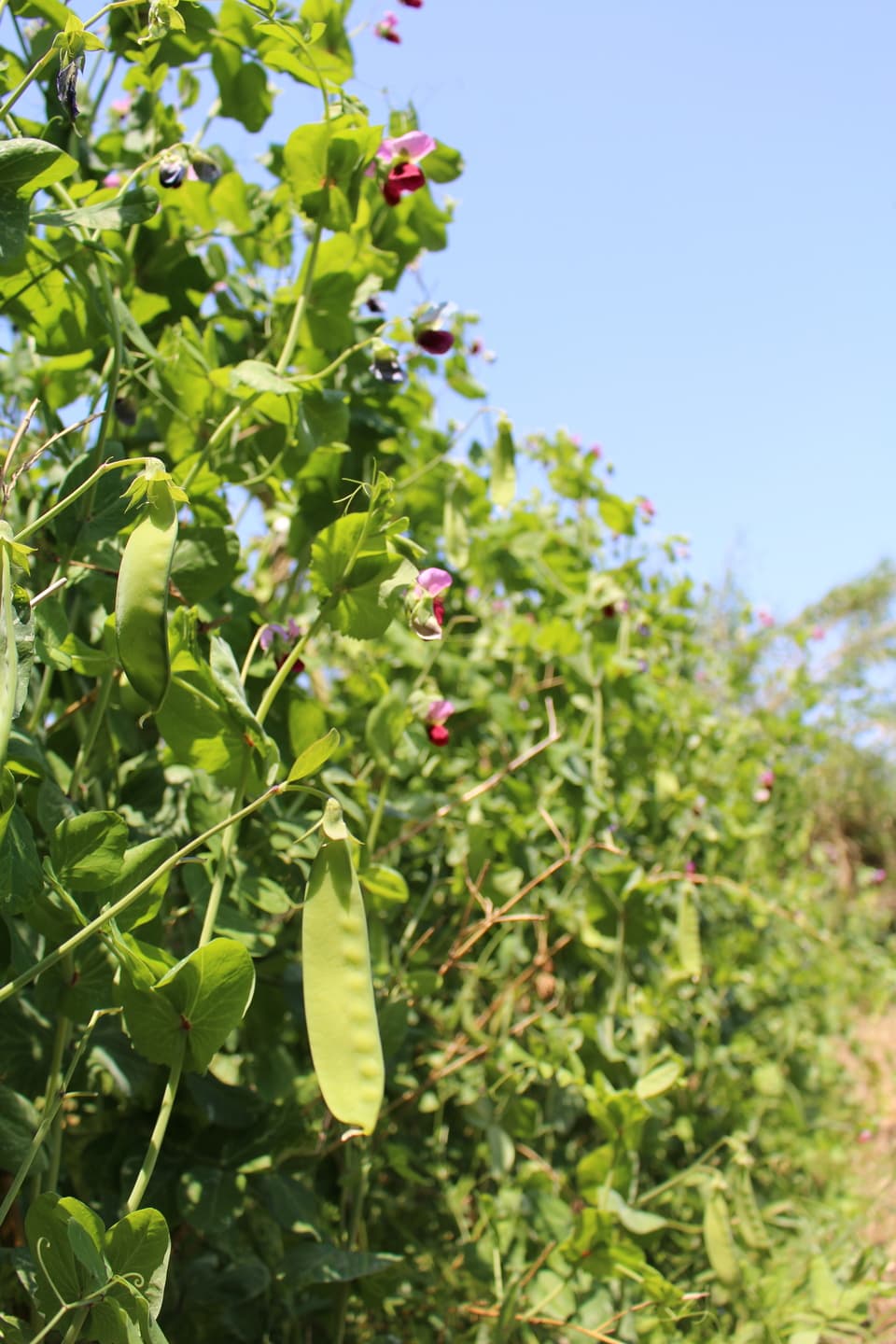 季節のおまかせ自然農野菜セット