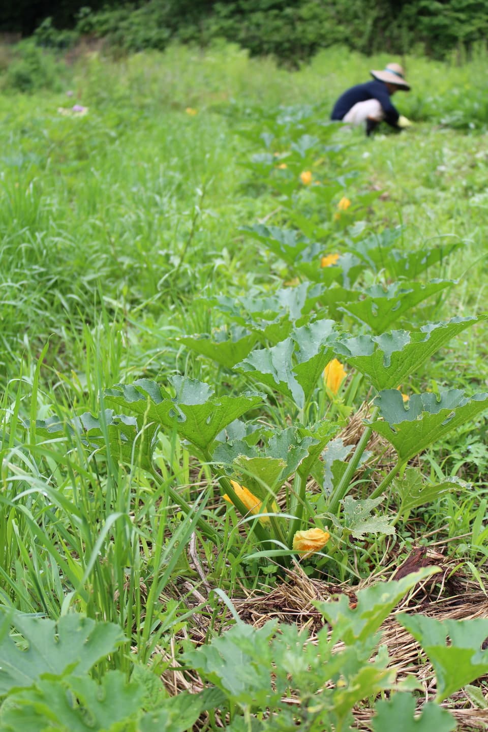 季節のおまかせ自然農野菜セット