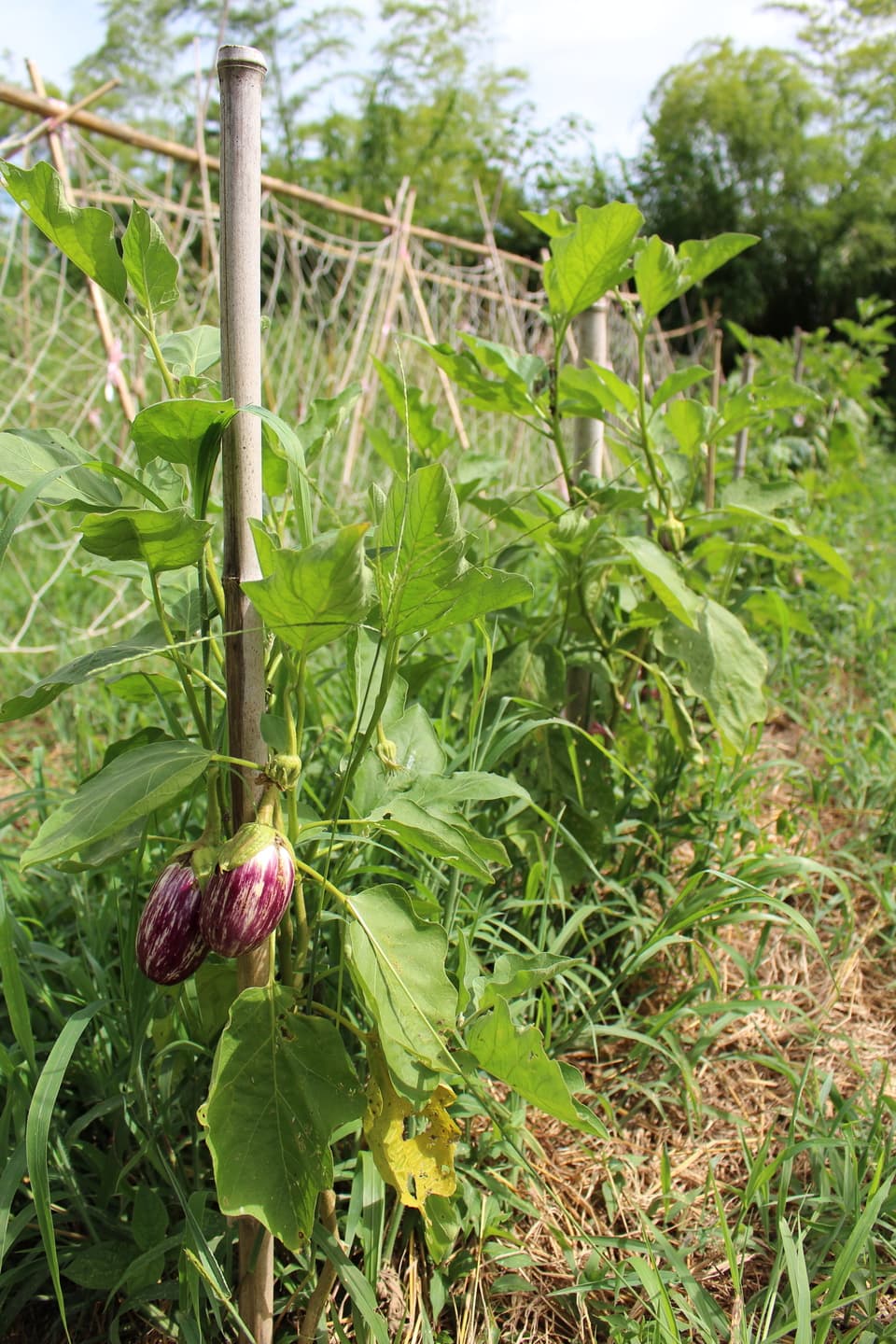 季節のおまかせ自然農野菜セット