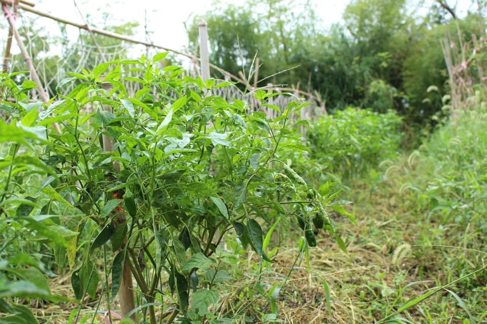 季節のおまかせ自然農野菜セット