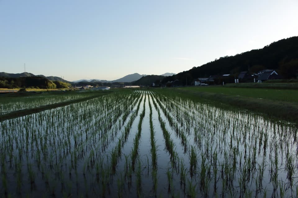 今しぼり醤油
