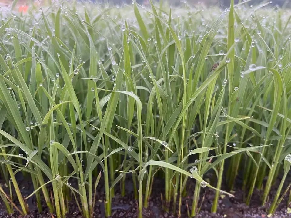【令和7年度産】山形県の山水育ち天日干し米＜希少品種・山形95号＞農薬・化学肥料不使用