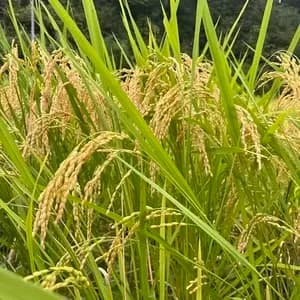 【令和7年度産】山形県の山水育ち天日干し米＜希少品種・山形95号＞農薬・化学肥料不使用
