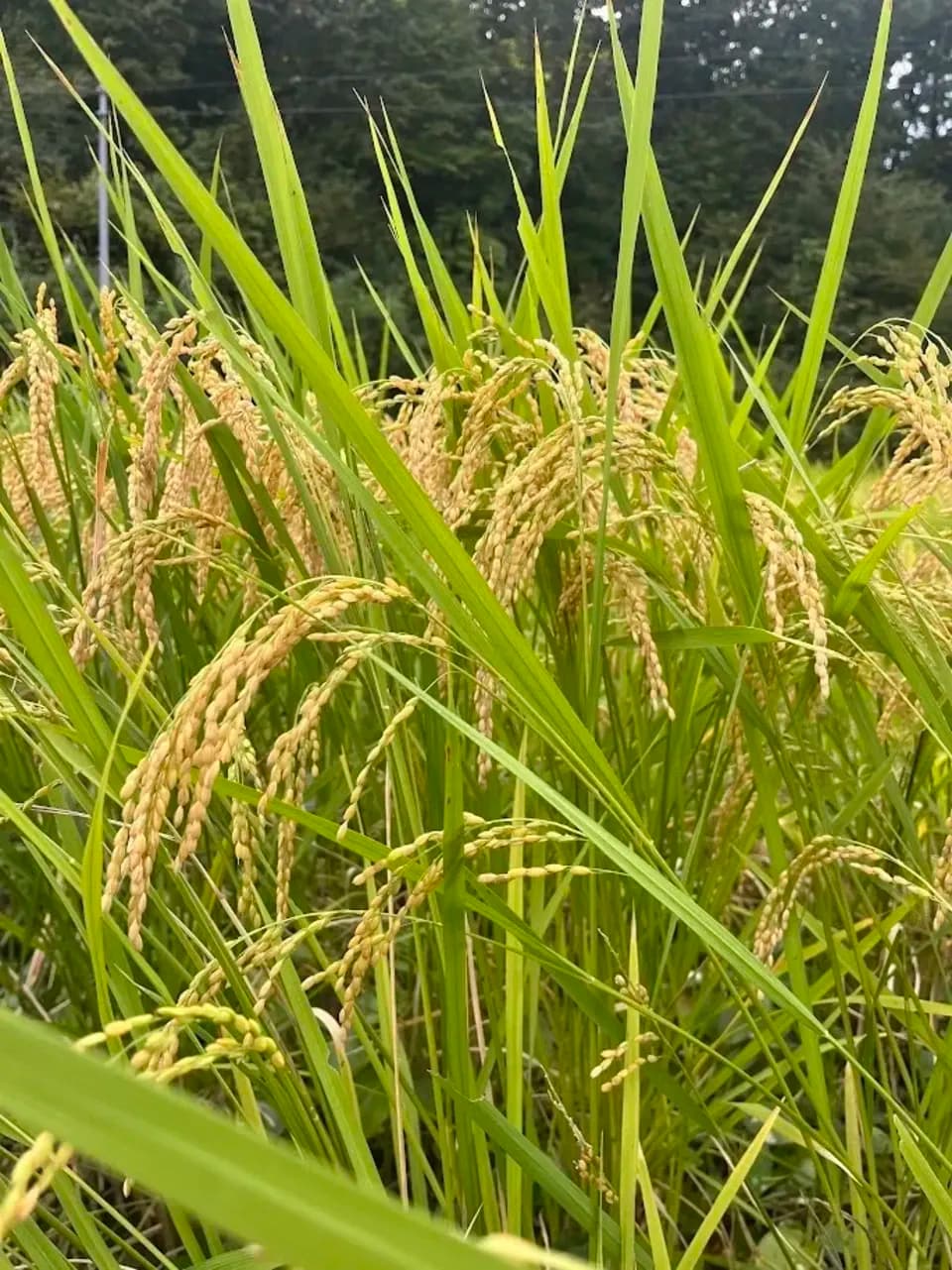 【令和7年度産】山形県の山水育ち天日干し米＜希少品種・山形95号＞農薬・化学肥料不使用