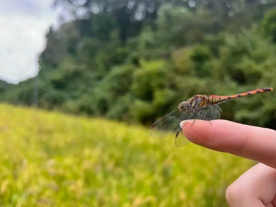 【令和7年度産】山形県の山水育ち天日干し米＜希少品種・山形95号＞農薬・化学肥料不使用