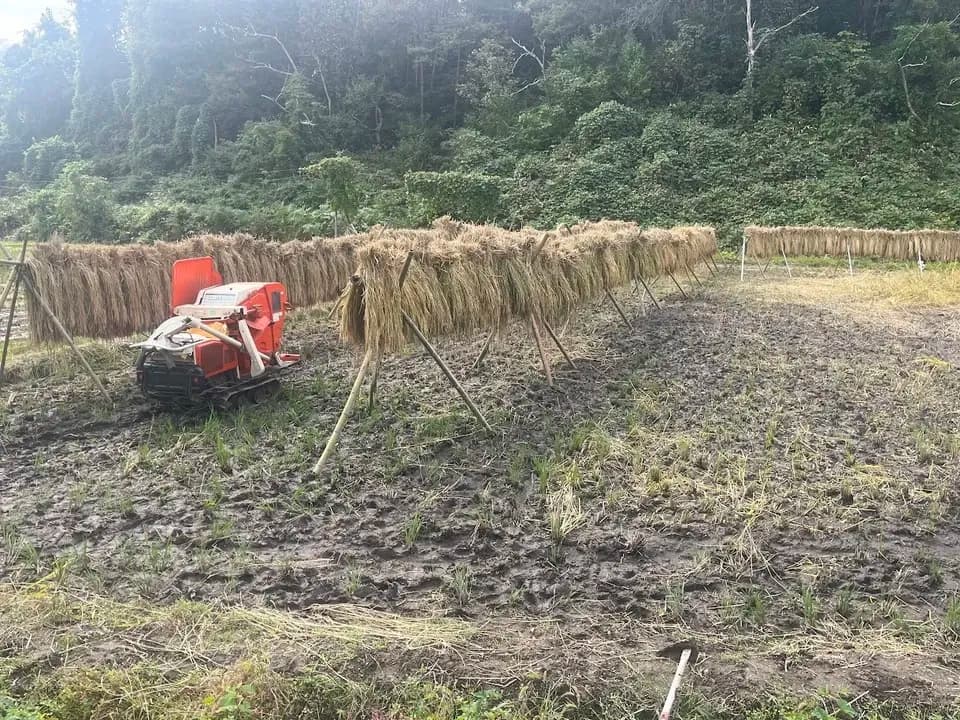 【令和7年度産】山形県の山水育ち天日干し米＜希少品種・山形95号＞農薬・化学肥料不使用