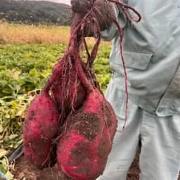 数量限定ねっとり食べ比べ5㎏（安納芋・紅はるか）
