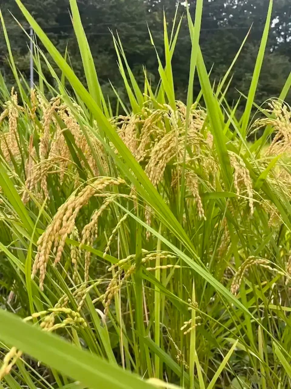 もち米【令和7年度】天日干し米＜ヒメノモチ＞農薬・化学肥料不使用