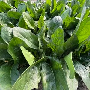 ほうれん草