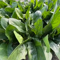 ほうれん草１kg