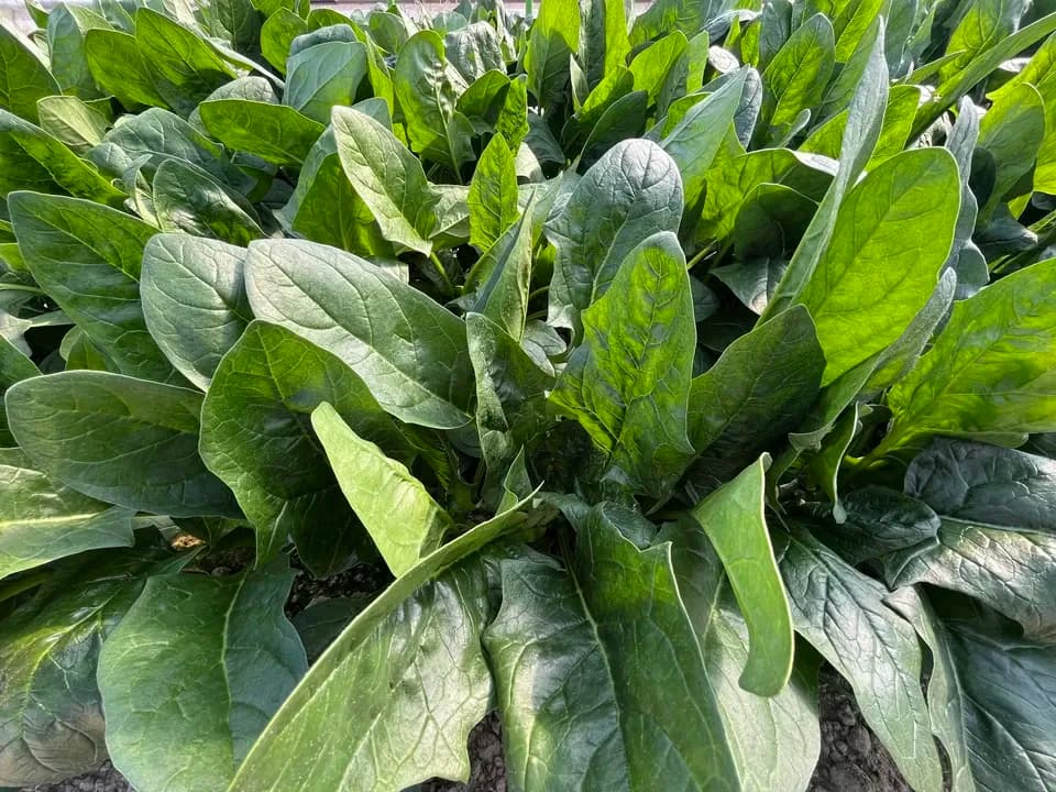 ほうれん草