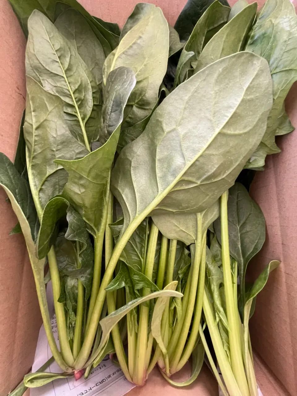 ほうれん草