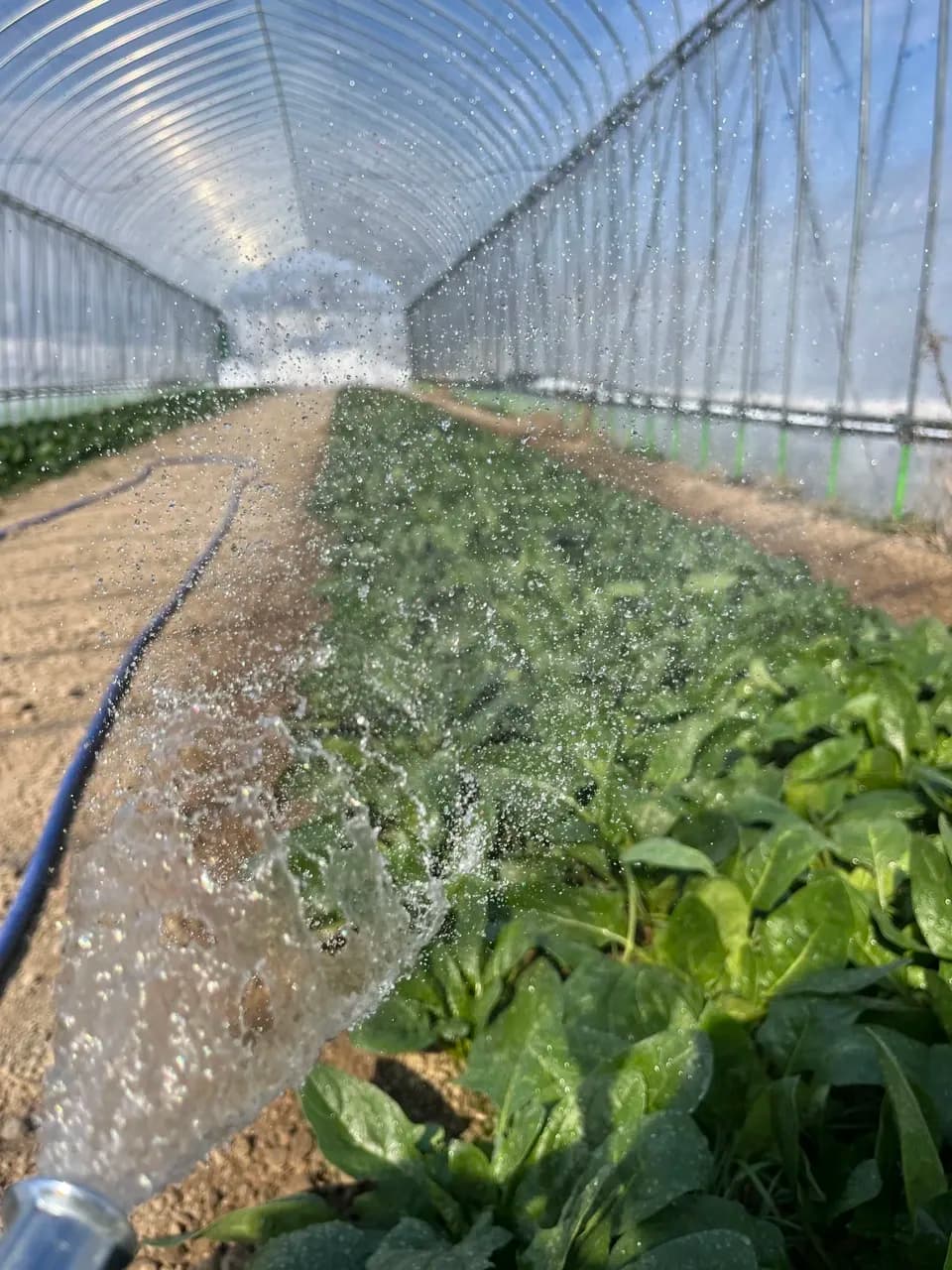 ほうれん草