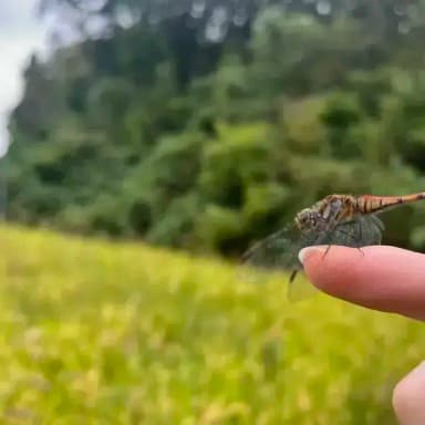 いな穂の波について