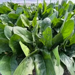 初めてのほうれん草栽培