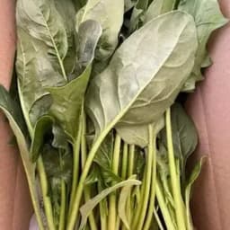 ほうれん草もリピートありがとうございました！