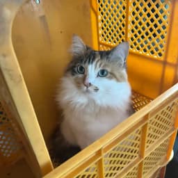 ネコの手も借りたいニャン！