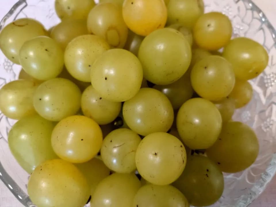 自然に寄り添い育てたぶどう＜岡山県産シャインマスカット＞殺菌剤・殺虫剤・化学肥料・除草剤を使わない栽培