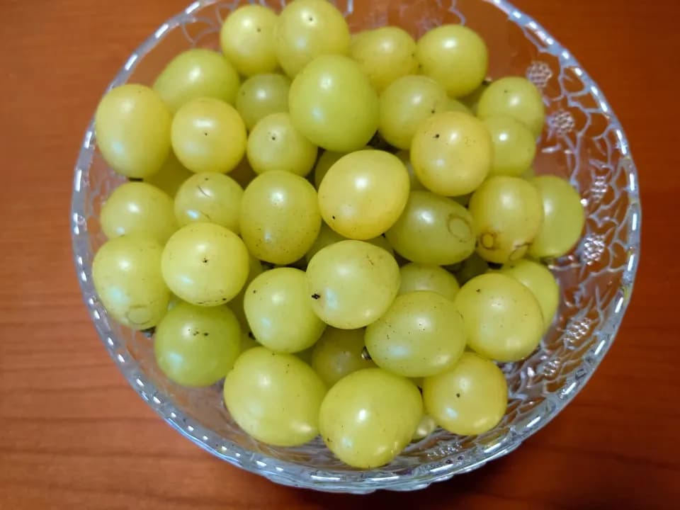 自然に寄り添い育てたぶどう＜岡山県産シャインマスカット＞殺菌剤・殺虫剤・化学肥料・除草剤を使わない栽培