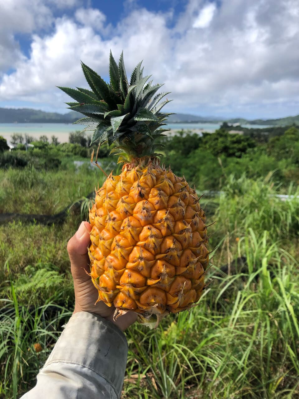 想いがつまった＜完熟スナックパイン＞無肥料・沖縄県屋我地島産