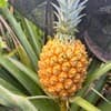 サムネイル 5