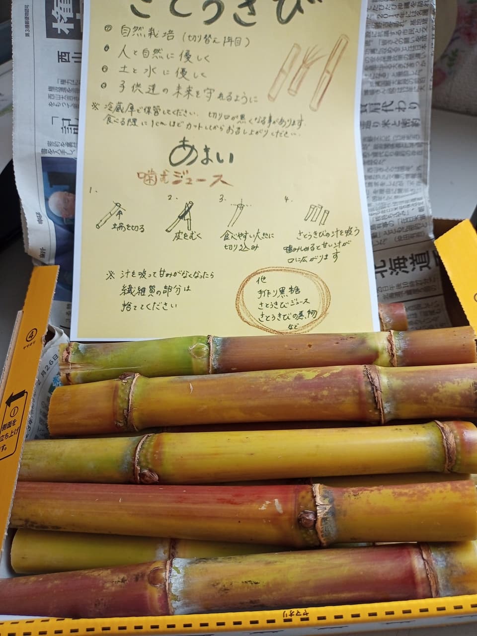 サトウキビ