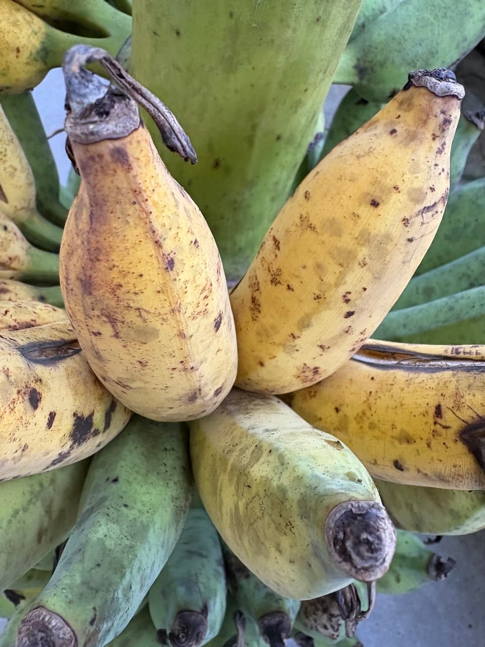 沖縄県産アップルバナナ　農薬や肥料は使わずなるべく自然のチカラで育てた🍌