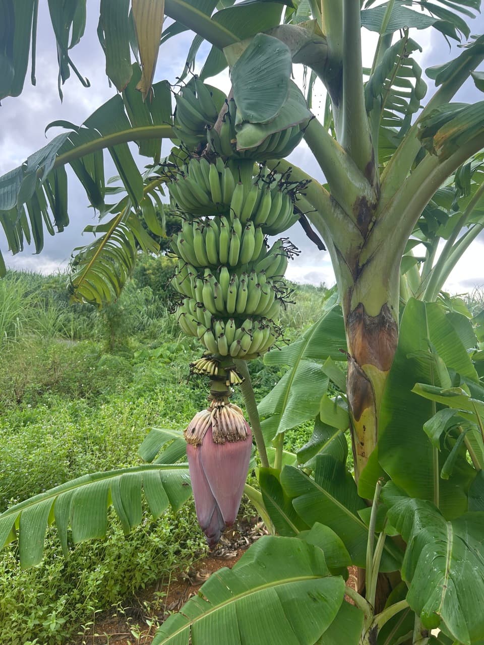 沖縄県産アップルバナナ　農薬や肥料は使わずなるべく自然のチカラで育てた🍌