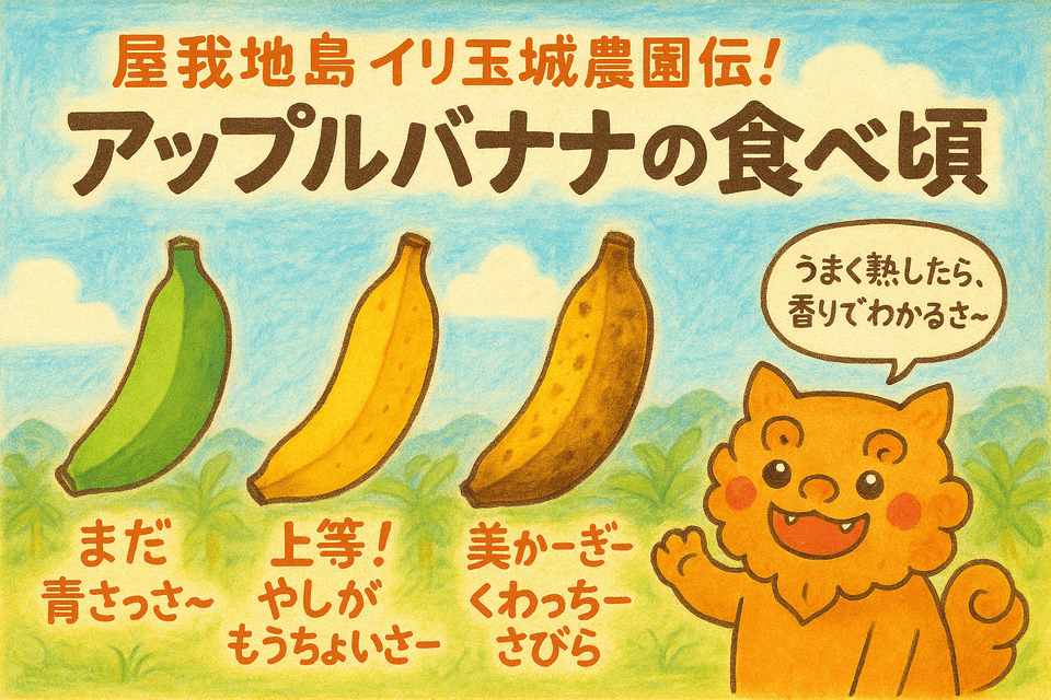 沖縄県産島バナナ　農薬や肥料は使わずなるべく自然のチカラで育てた🍌