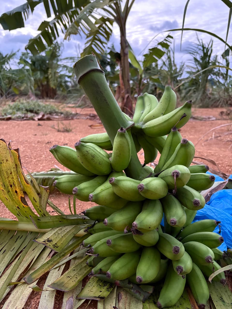 沖縄県産島バナナ　農薬や肥料は使わずなるべく自然のチカラで育てた🍌