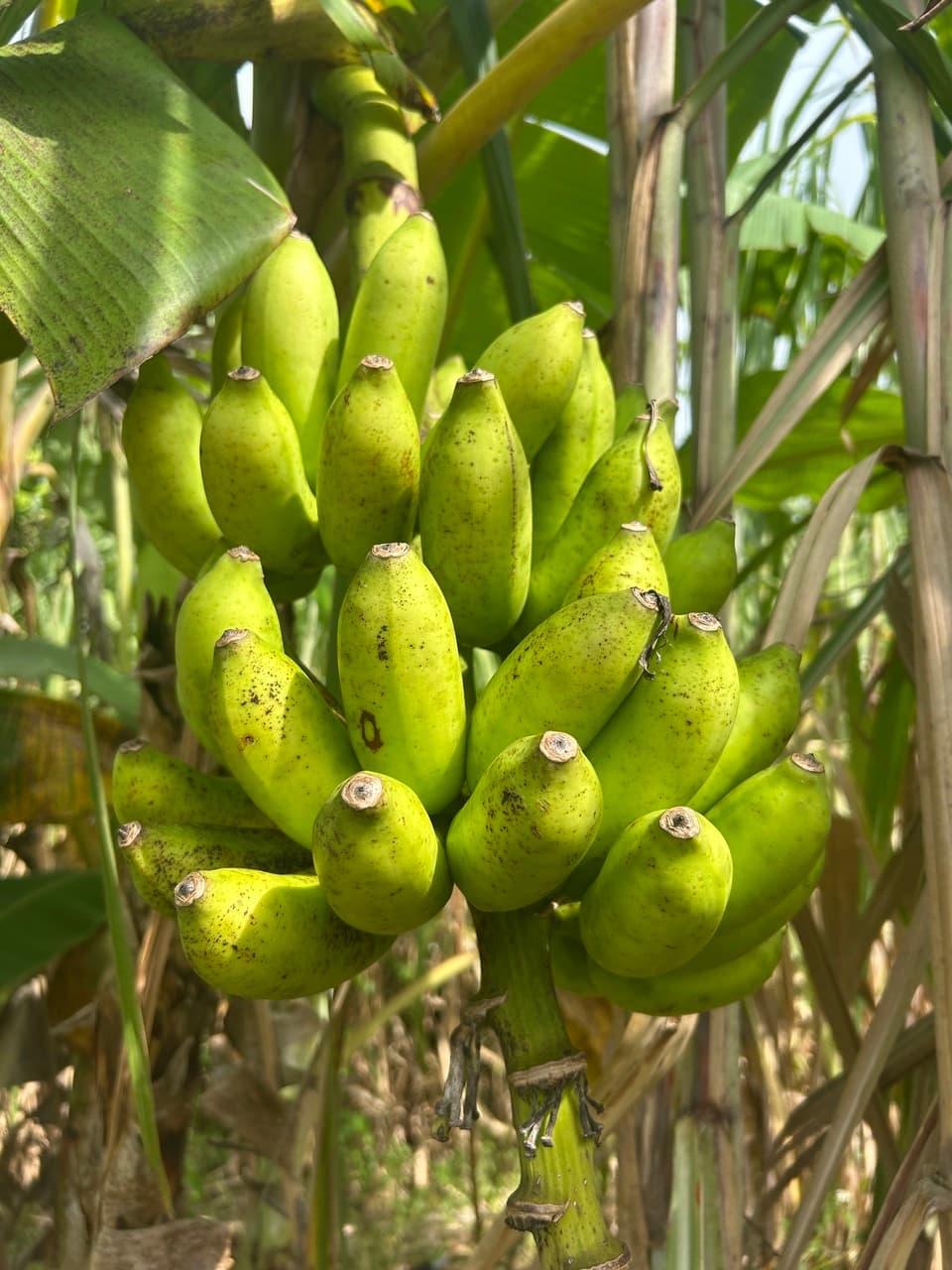 沖縄県産島バナナ　農薬や肥料は使わずなるべく自然のチカラで育てた🍌