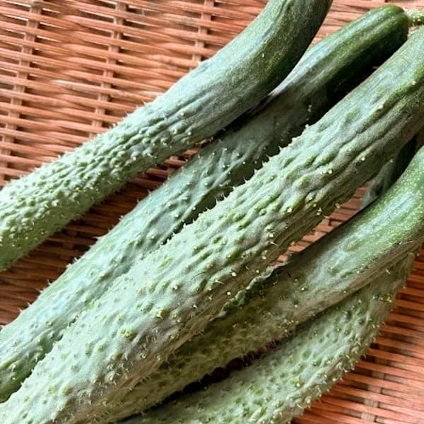 昔ながらの味わい【四葉（スーヨー）きゅうり】｜露地栽培・農薬・肥料・除草剤不使用