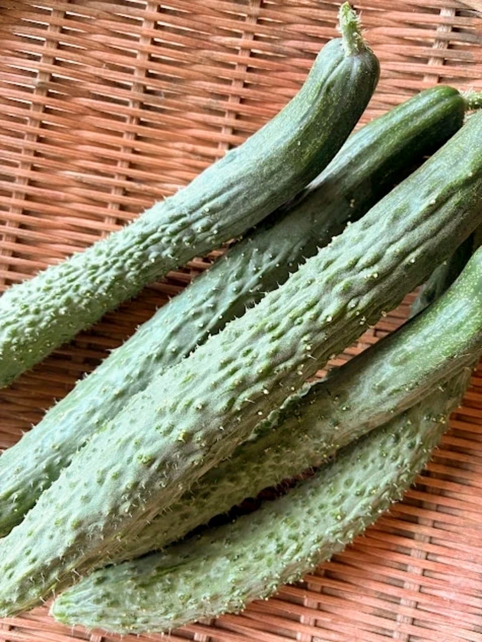 昔ながらの味わい【四葉（スーヨー）きゅうり】｜露地栽培・農薬・肥料・除草剤不使用