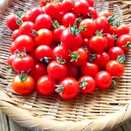 無農薬・無肥料・露地栽培ミニトマト