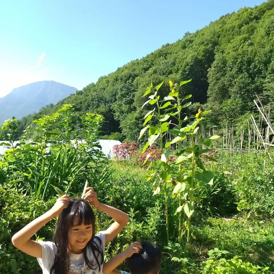 山あいで育つ【在来小豆】自家採種30年以上・農薬・化学肥料・除草剤不