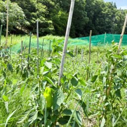 夏の野菜セット②　信州の伝統野菜と、畑のおやつ
