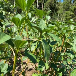 夏の野菜セット③　夏にうれしい、元気野菜