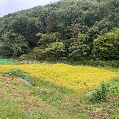 稲刈り始まりました