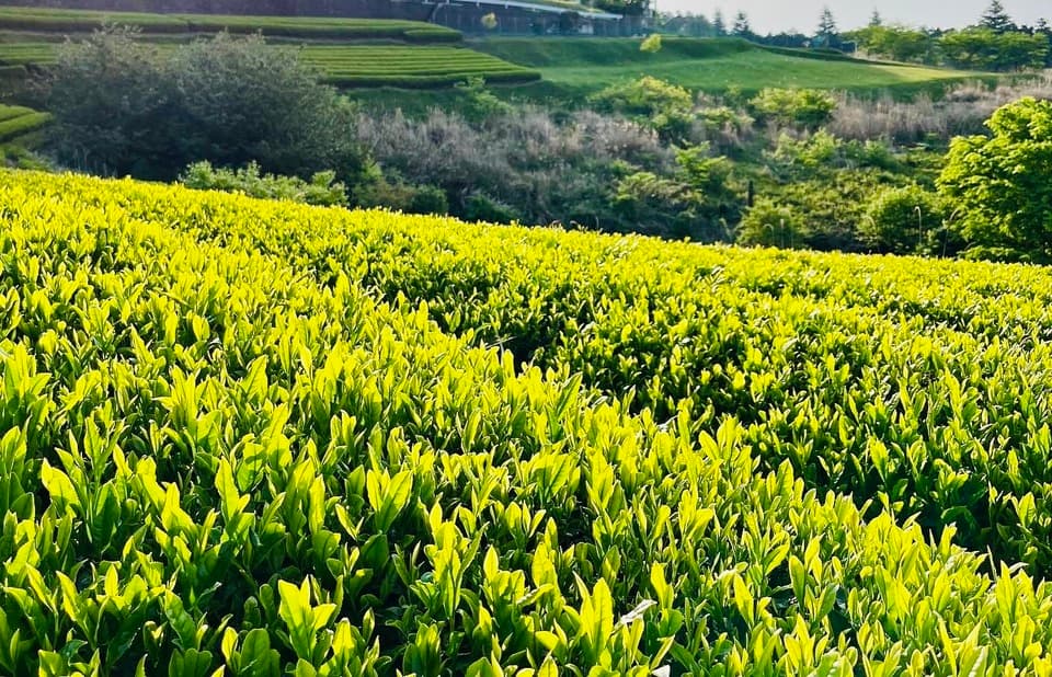 やどりき水源林のお茶 無農薬栽培の一番茶