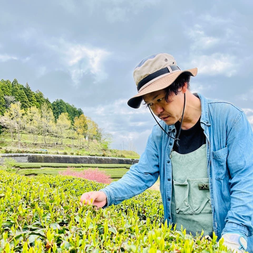 やどりき水源林のお茶 無農薬栽培の一番茶