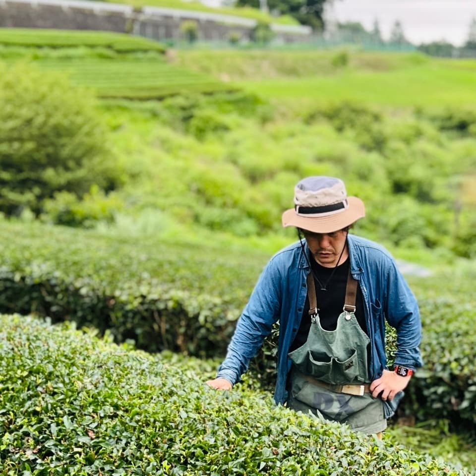 やどりき水源林のお茶 無農薬栽培の一番茶