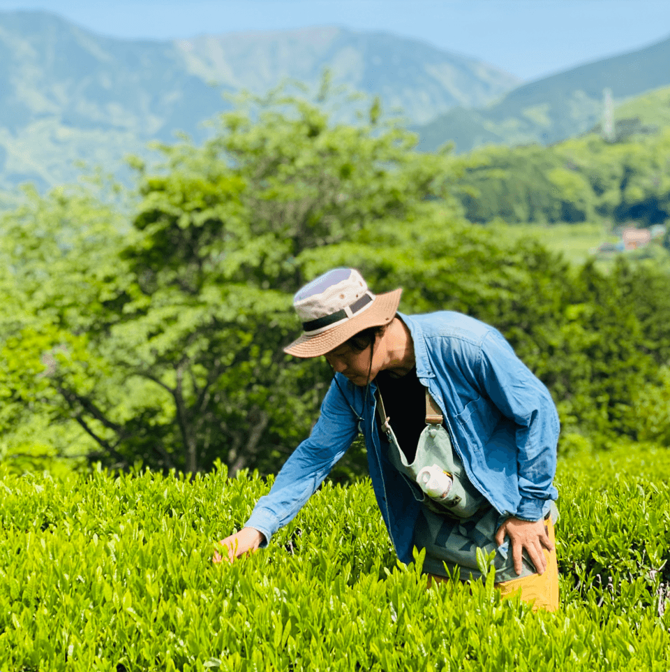 やどりき水源林のお茶 無農薬栽培の一番茶
