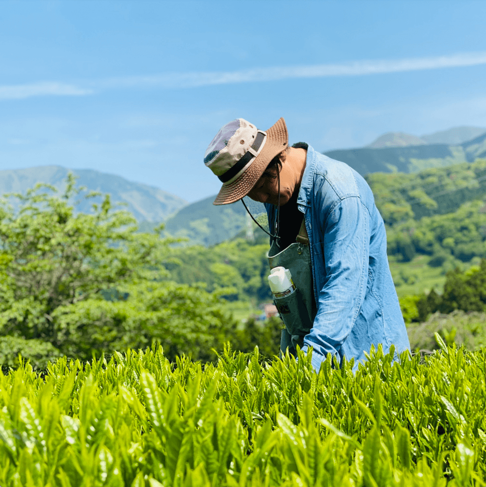 やどりき水源林のお茶 無農薬栽培の一番茶