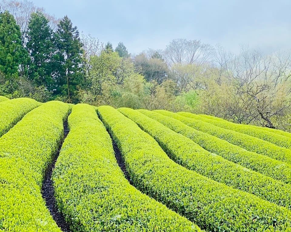 【贈り物に】やどりき水源林のお茶 ギフトセット(箱詰:100g×3袋入り)