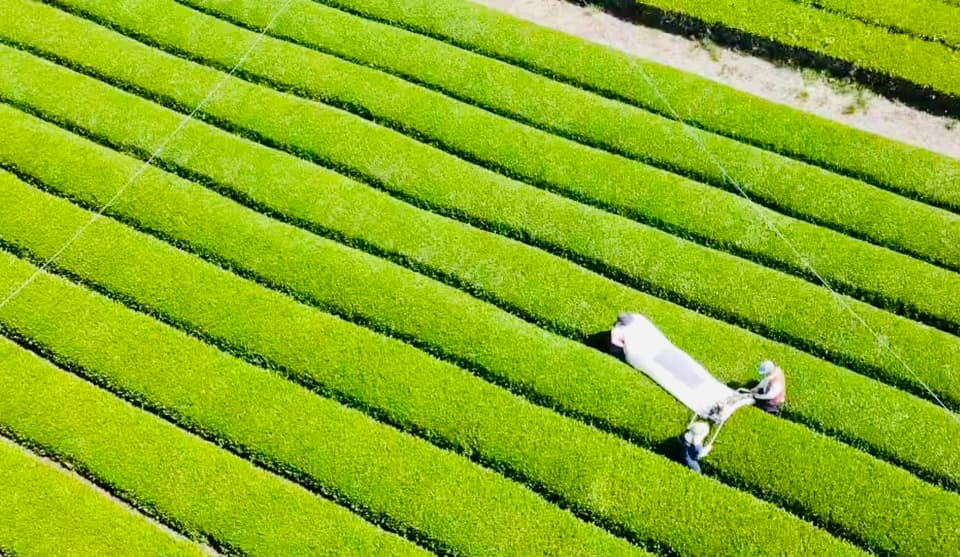 【贈り物に】やどりき水源林のお茶 ギフトセット(箱詰:100g×3袋入り)