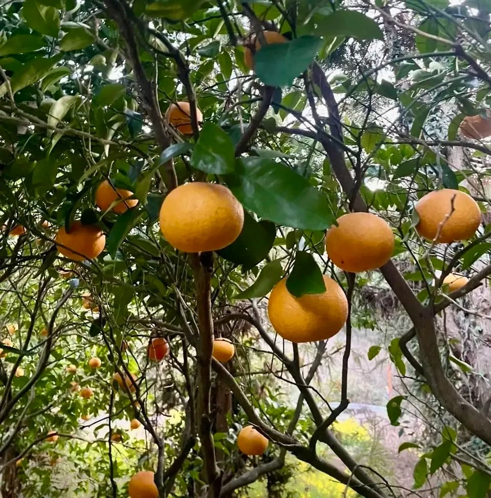 常温発送【甘夏 自然栽培 樹上熟成】農薬・化学肥料・除草剤不使用25年以上　下灘の太陽と潮風が育てた酸味と甘みが魅力の昔ながらの柑橘
